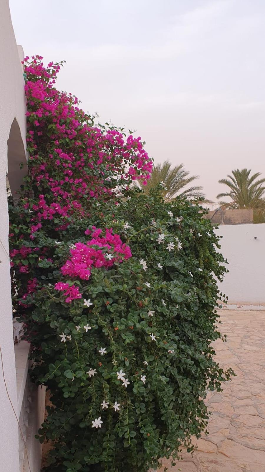 Residence Nour Douz Exteriör bild